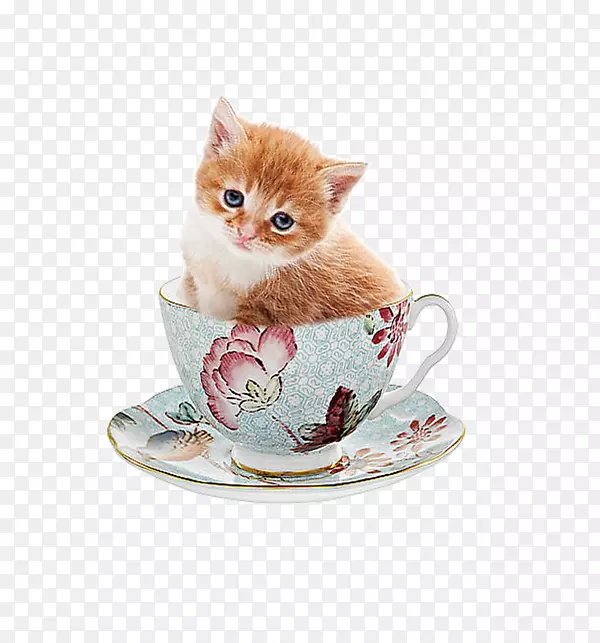 小猫粉红猫须-可爱小猫
