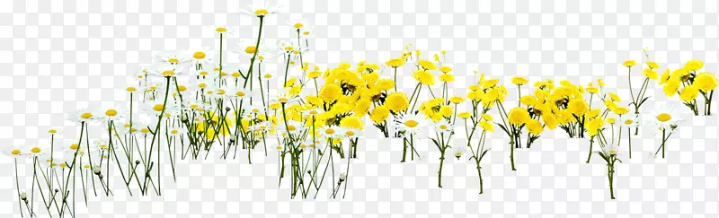 黄色花瓣电脑墙纸-向日葵