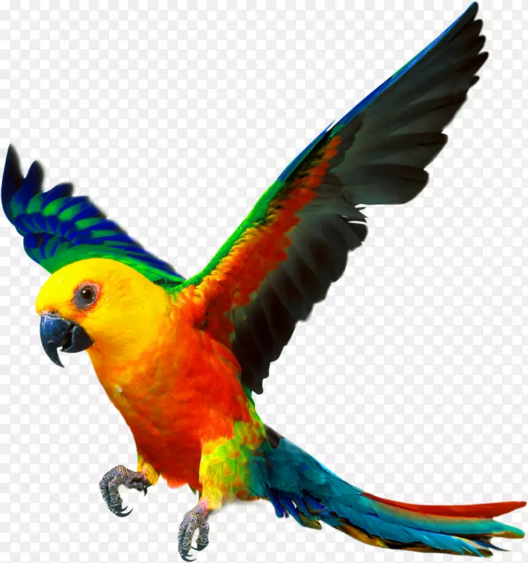 伴生鹦鹉鸟的颜色-黄色简单的鹦鹉装饰图案