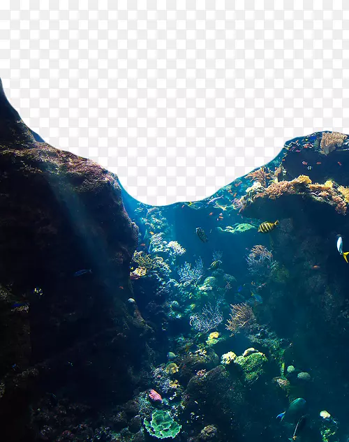 水母水下珊瑚礁山地丛林