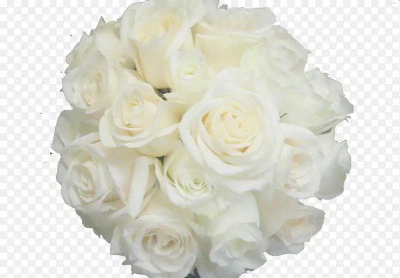 花园玫瑰沙滩玫瑰蜈蚣玫瑰花白色花束白色玫瑰背景材料