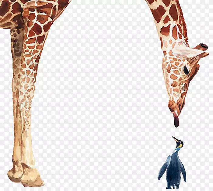 企鹅长颈鹿鸟海报水彩画长颈鹿企鹅写实水彩
