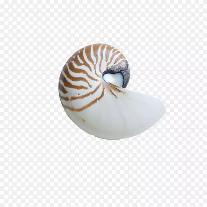 海蜗牛壳