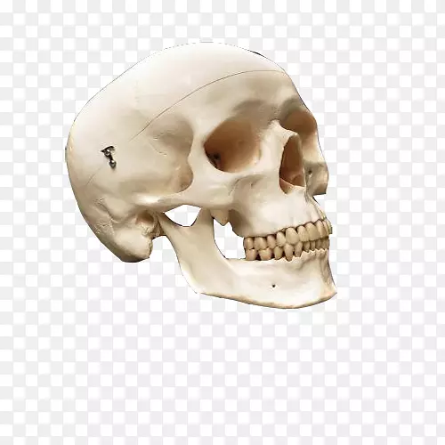 人体头骨解剖人体骨骼-装饰古董头骨海盗珍宝