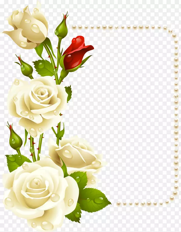 玫瑰画框白色剪贴画.带珍珠卡的白玫瑰
