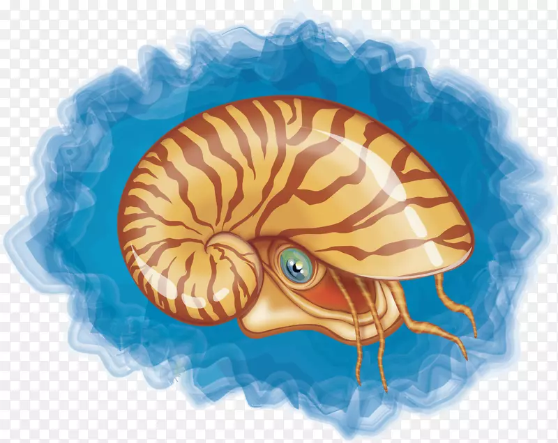 海螺壳-螺载体