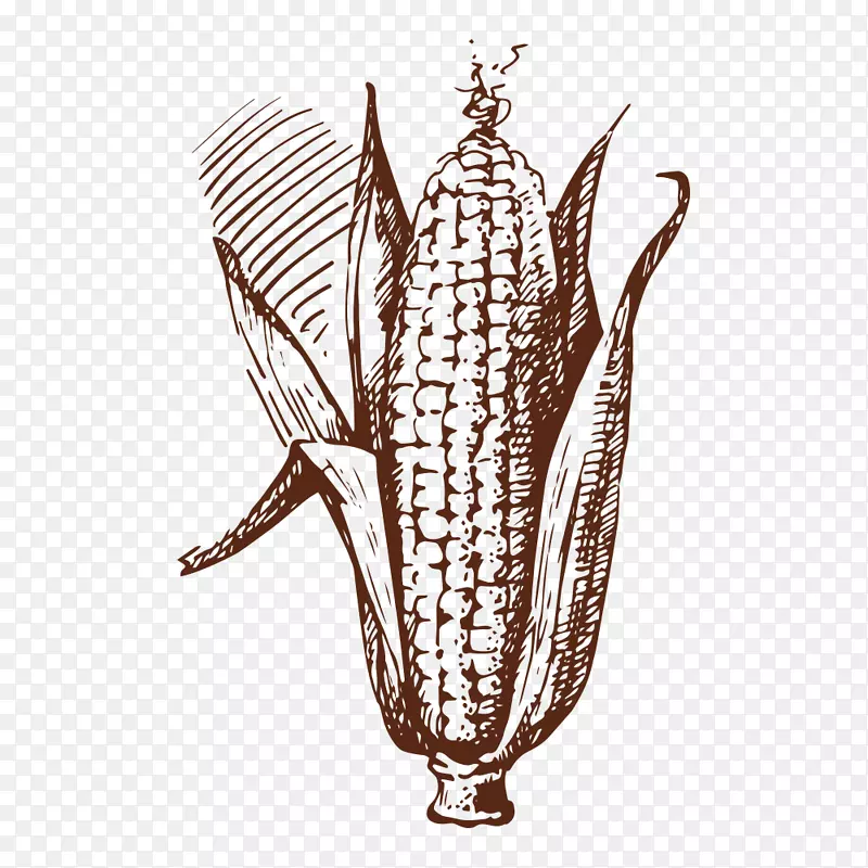 绘制蔬菜食品插图.玉米