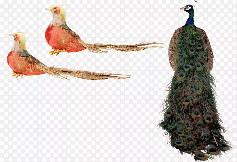 鸟类孔雀鸟类动物PSD层状材料