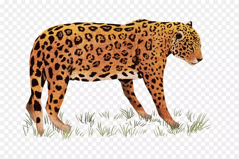 非洲豹印度豹虎豹