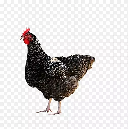 普利茅斯岩鸡，丝绸鸡，后丹鸡，水产养殖鸡-农民芦荟鸡