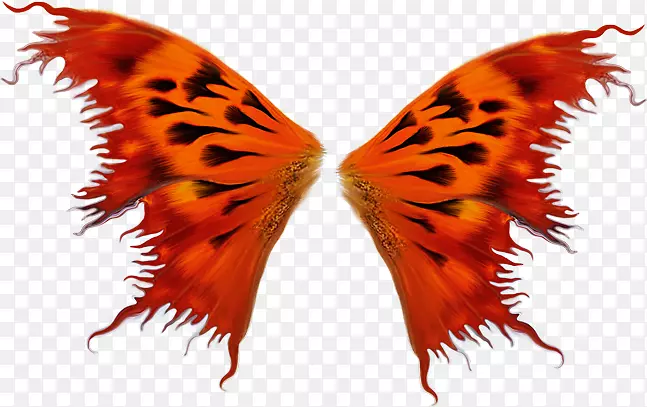 蝴蝶鸟翅昆虫-华丽的翅膀