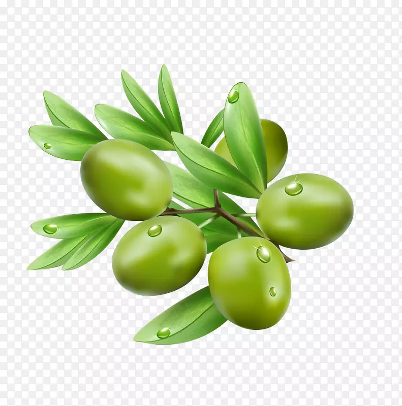 橄榄叶插图