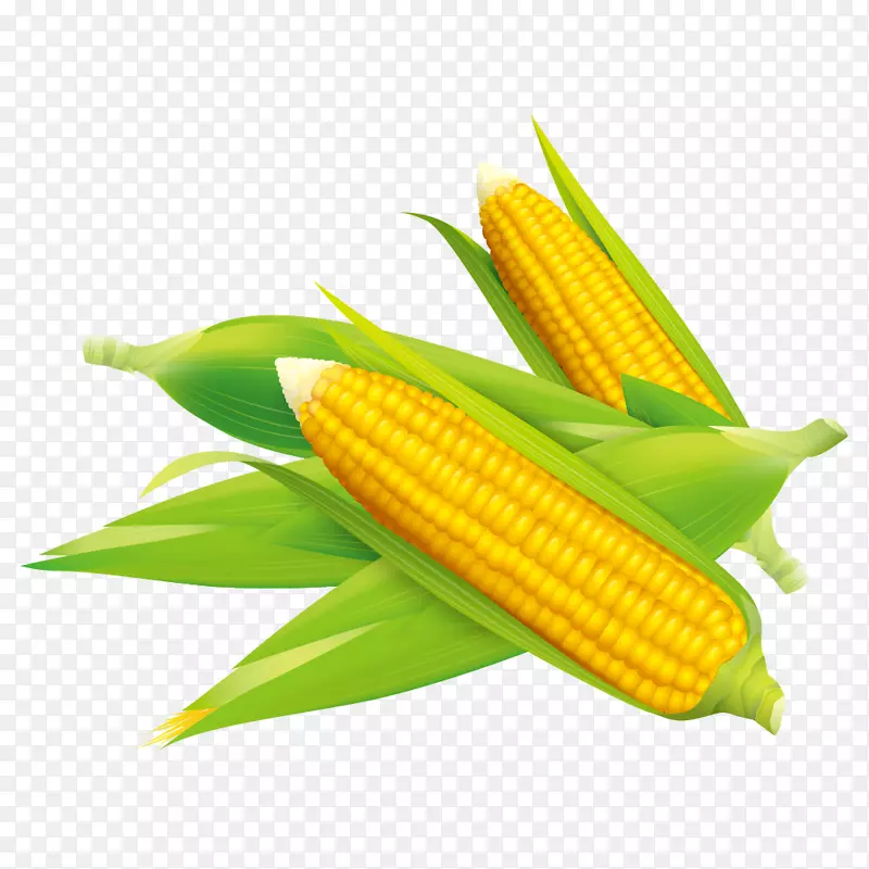 玉米粒上的玉米片玉米田玉米-玉米
