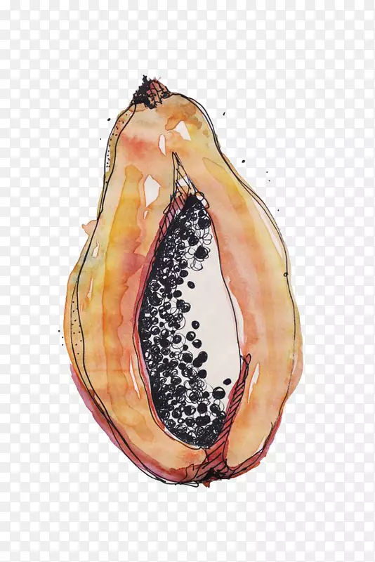 水果水彩画插图.手绘木瓜
