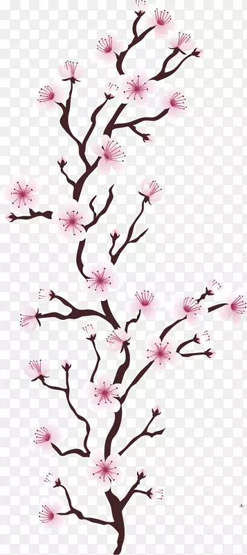 樱花树，樱花-粉红色樱花