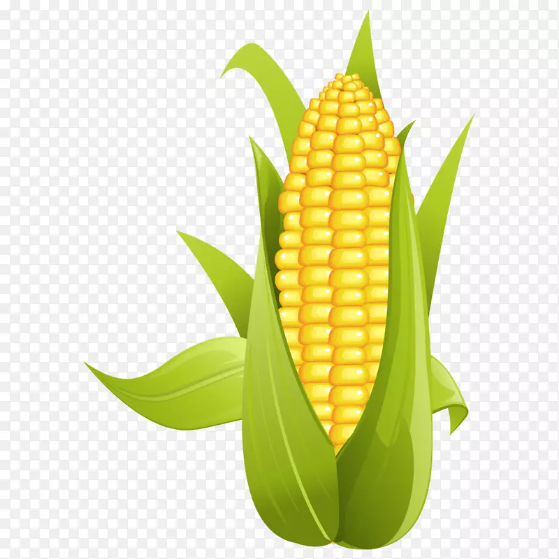 玉米上的玉米甜玉米剪辑艺术-玉米