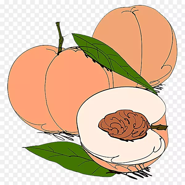 水果杏桃砧木摄影插图-杏