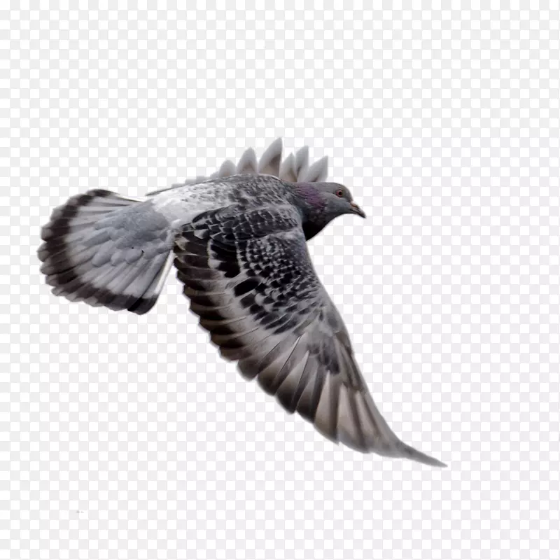 下载哥伦比亚-动物，鹰翼