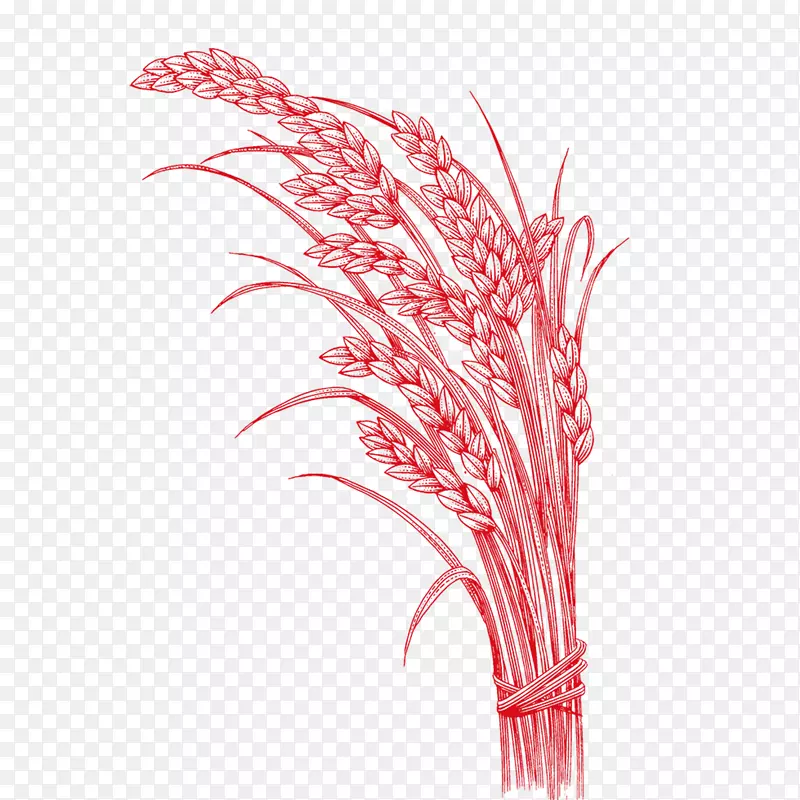 水稻讽刺小麦
