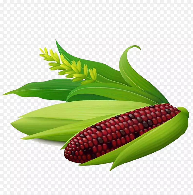 玉米对玉米芯甜玉米-糯玉米，水果，玉米，彩色玉米