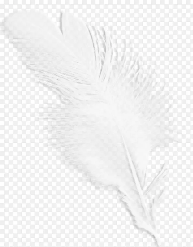 黑白羽毛翅膀图案-白色羽毛