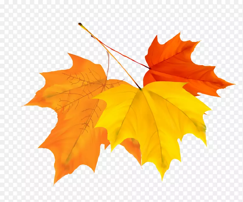 秋分叶秋季节气-彩色秋叶设计载体材料