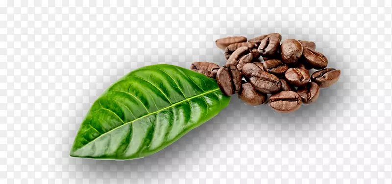 咖啡豆咖啡树叶摄影.咖啡豆