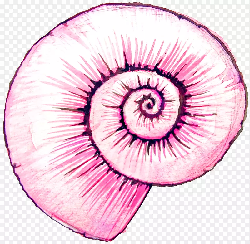 水彩画.粉红蜗壳