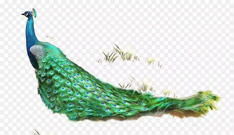 羽毛亚洲孔雀-漂亮的孔雀和草