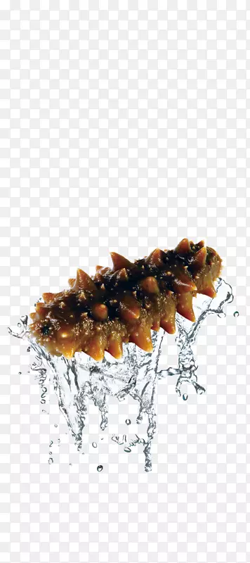 海参作为食物海鲜深海参