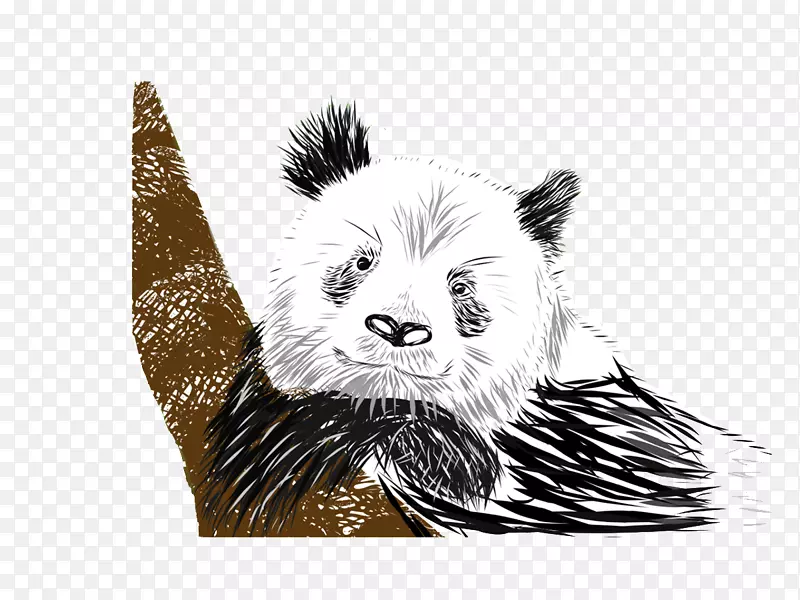 熊大熊猫画-手绘熊猫标志