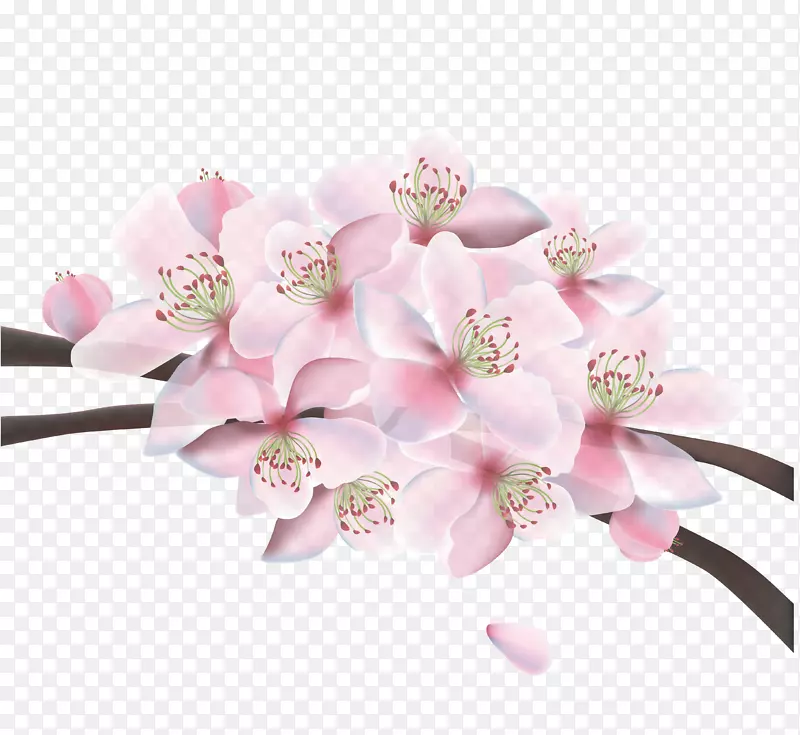 樱花-美丽的樱桃载体材料