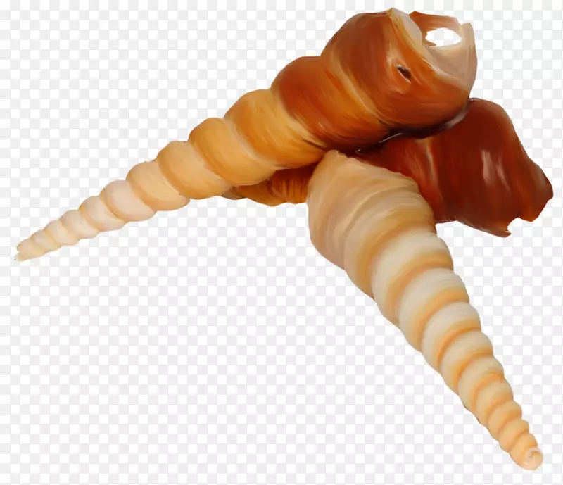 海产贝壳海螺软体动物-海螺
