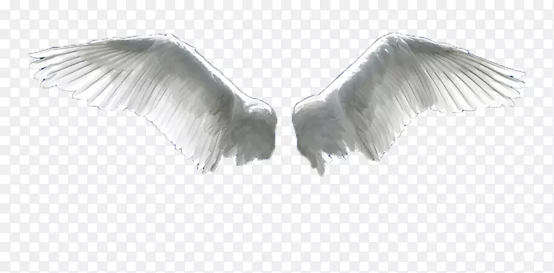 翼飞行-天使翅膀