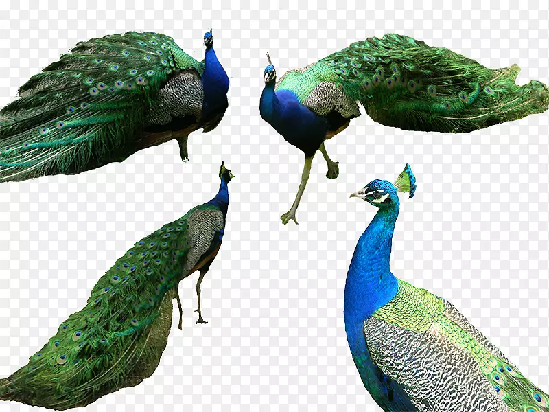 鸟虎孔雀-四只美丽的孔雀
