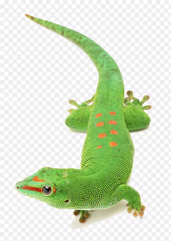 蜥蜴变色龙爬行动物绿色变色龙动物