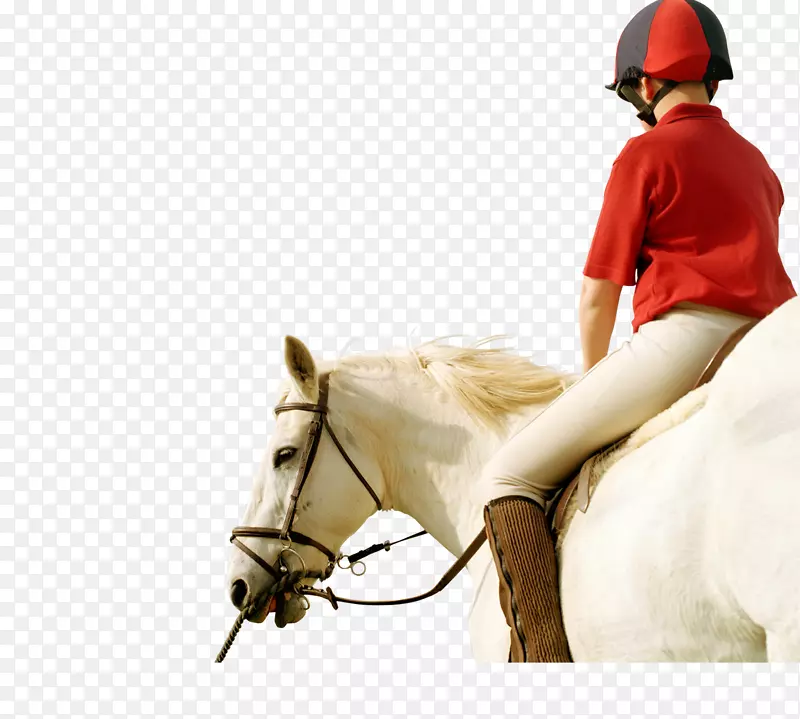 马地产、种马、地产业务-骑士-美丽的马