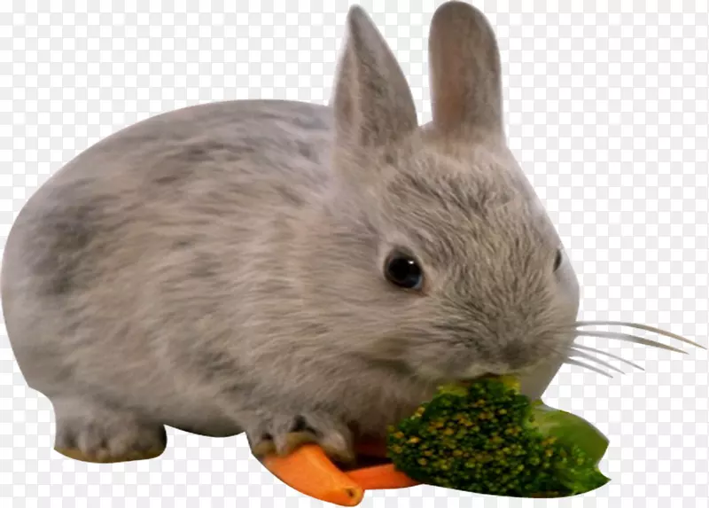 欧洲兔子吃花椰菜