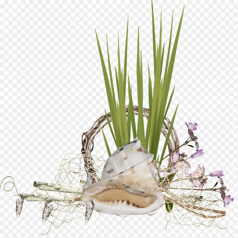 海螺