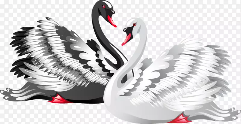 黑天鹅画片艺术-黑白天鹅