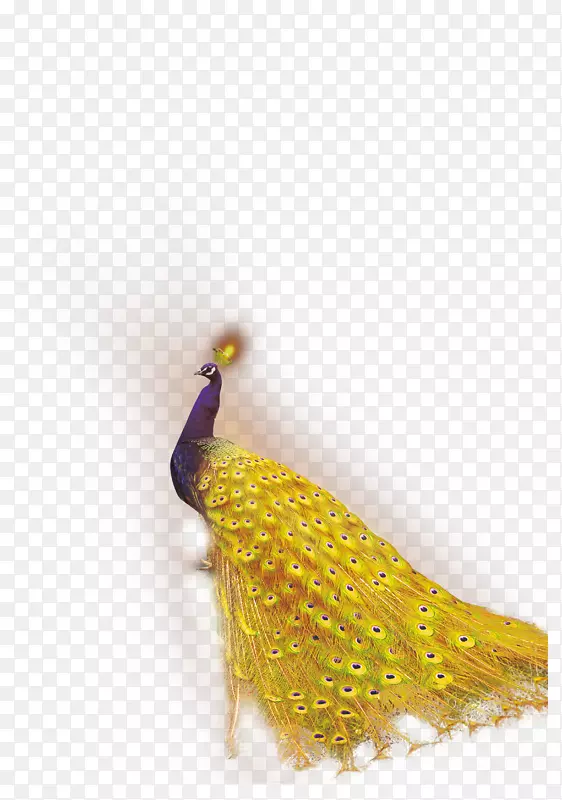 鸟孔雀羽毛模板-漂亮孔雀