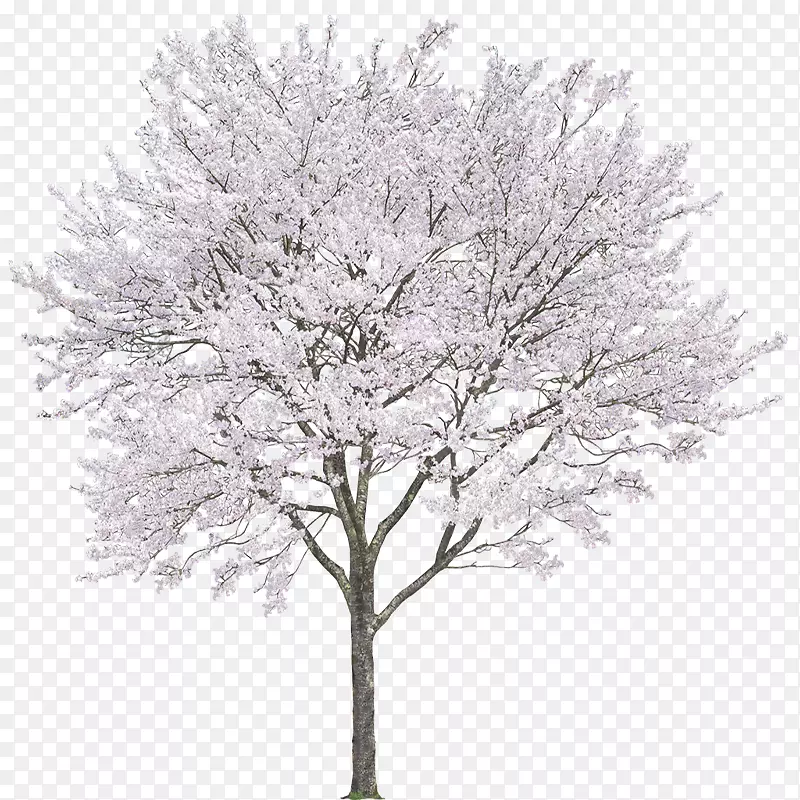 安卓摄影-樱桃树