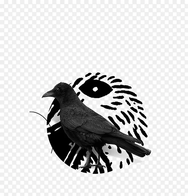 乌鸦-创意黑乌鸦