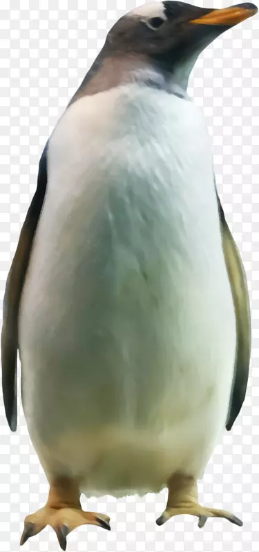 企鹅王下载-漂亮企鹅