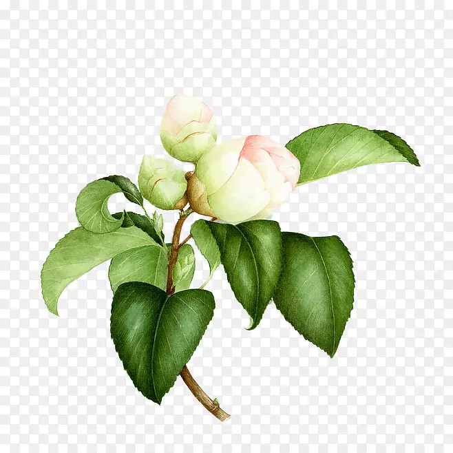水彩画花卉植物学插图-画白玫瑰