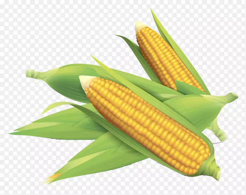 玉米地上的玉米-玉米