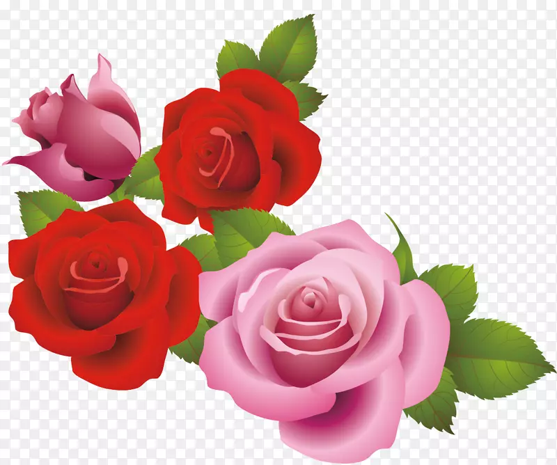 花园玫瑰沙滩玫瑰蜈蚣玫瑰粉红色材料玫瑰海洋