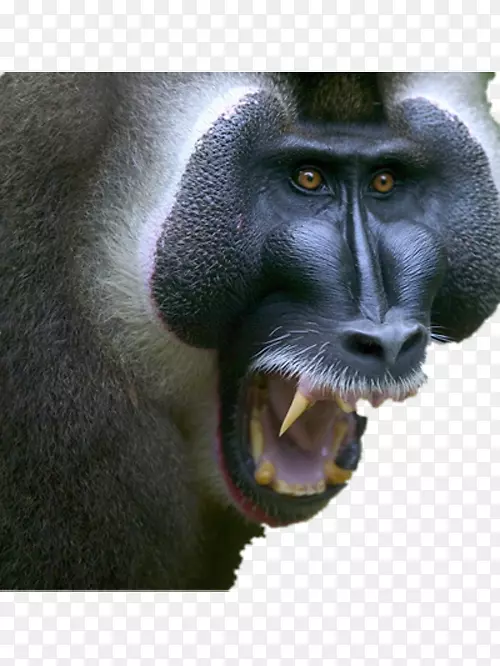 狒狒手提电脑高清电视壁纸可怕的猩猩类人猿