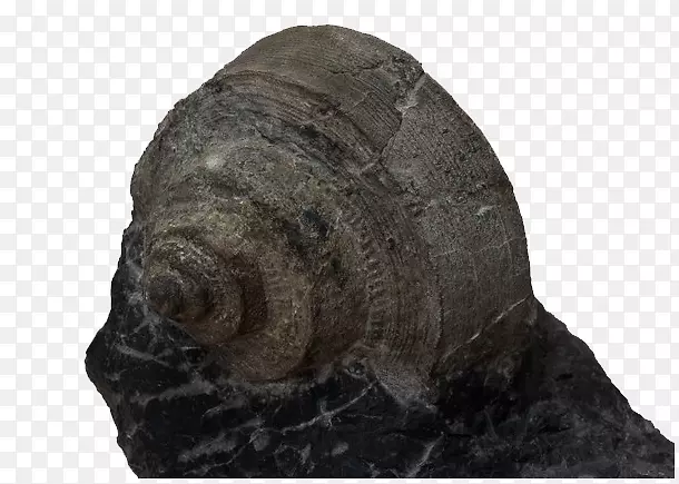 岩石地质资料.黑蜗牛化石