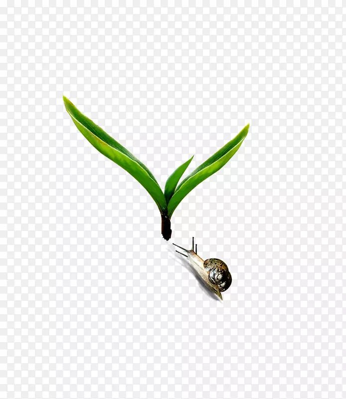 下载-美丽的新鲜植物蜗牛